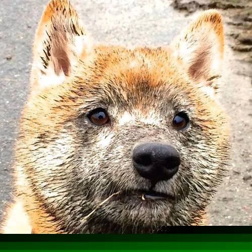 比赛转播权市场竞争加剧，赛事转播权的概念